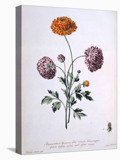 Ranunculus, Illustration from 'The British Herbalist', 1769-John Edwards-Stretched Canvas