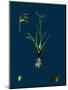 Ranunculus Lingua; Greater Spearwort-null-Mounted Giclee Print