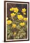 Ranunculus, Mountain Buttercup-null-Framed Art Print