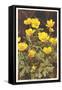 Ranunculus, Mountain Buttercup-null-Framed Stretched Canvas