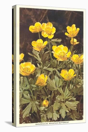 Ranunculus, Mountain Buttercup-null-Stretched Canvas