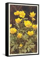 Ranunculus, Mountain Buttercup-null-Framed Stretched Canvas