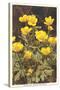 Ranunculus, Mountain Buttercup-null-Stretched Canvas