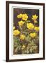 Ranunculus, Mountain Buttercup-null-Framed Art Print