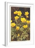 Ranunculus, Mountain Buttercup-null-Framed Art Print