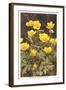 Ranunculus, Mountain Buttercup-null-Framed Art Print