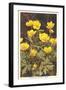 Ranunculus, Mountain Buttercup-null-Framed Art Print