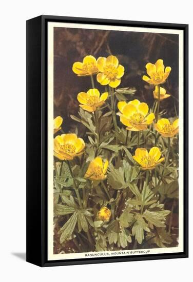 Ranunculus, Mountain Buttercup-null-Framed Stretched Canvas