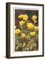 Ranunculus, Mountain Buttercup-null-Framed Art Print