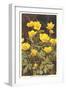 Ranunculus, Mountain Buttercup-null-Framed Art Print