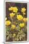 Ranunculus, Mountain Buttercup-null-Mounted Art Print