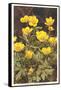 Ranunculus, Mountain Buttercup-null-Framed Stretched Canvas