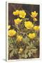 Ranunculus, Mountain Buttercup-null-Stretched Canvas