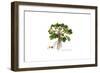 Ranunculus Muricatus, Flora Graeca-Ferdinand Bauer-Framed Giclee Print