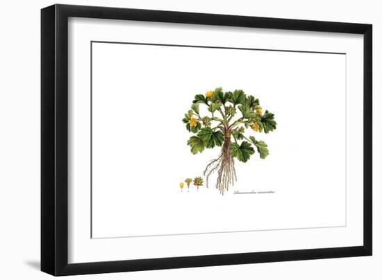 Ranunculus Muricatus, Flora Graeca-Ferdinand Bauer-Framed Giclee Print