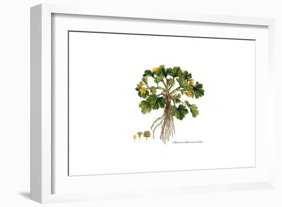 Ranunculus Muricatus, Flora Graeca-Ferdinand Bauer-Framed Giclee Print