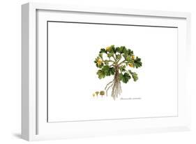 Ranunculus Muricatus, Flora Graeca-Ferdinand Bauer-Framed Giclee Print