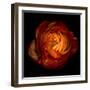 Ranunculus Orange 12-Magda Indigo-Framed Photographic Print