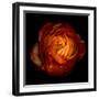 Ranunculus Orange 12-Magda Indigo-Framed Photographic Print