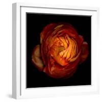 Ranunculus Orange 12-Magda Indigo-Framed Photographic Print