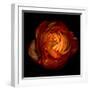 Ranunculus Orange 12-Magda Indigo-Framed Photographic Print