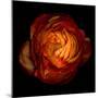 Ranunculus Orange 12-Magda Indigo-Mounted Photographic Print