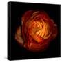 Ranunculus Orange 12-Magda Indigo-Framed Stretched Canvas