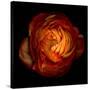 Ranunculus Orange 12-Magda Indigo-Stretched Canvas