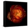 Ranunculus Orange 12-Magda Indigo-Framed Stretched Canvas