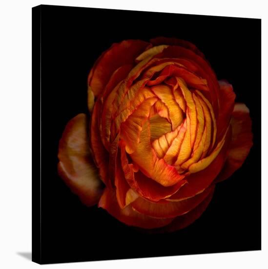 Ranunculus Orange 12-Magda Indigo-Stretched Canvas