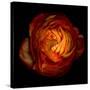 Ranunculus Orange 12-Magda Indigo-Stretched Canvas