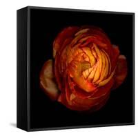 Ranunculus Orange 12-Magda Indigo-Framed Stretched Canvas