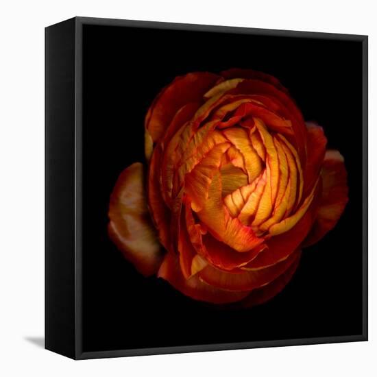 Ranunculus Orange 12-Magda Indigo-Framed Stretched Canvas