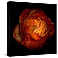 Ranunculus Orange 12-Magda Indigo-Stretched Canvas