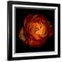 Ranunculus Orange 12-Magda Indigo-Framed Photographic Print