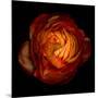 Ranunculus Orange 12-Magda Indigo-Mounted Photographic Print