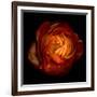 Ranunculus Orange 12-Magda Indigo-Framed Photographic Print