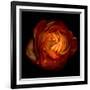 Ranunculus Orange 12-Magda Indigo-Framed Photographic Print