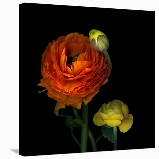 Ranunculus Orange-Magda Indigo-Stretched Canvas