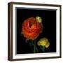 Ranunculus Orange-Magda Indigo-Framed Premium Photographic Print