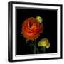 Ranunculus Orange-Magda Indigo-Framed Premium Photographic Print