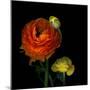 Ranunculus Orange-Magda Indigo-Mounted Premium Photographic Print