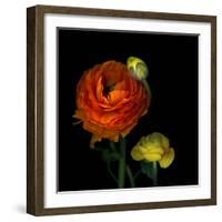 Ranunculus Orange-Magda Indigo-Framed Photographic Print