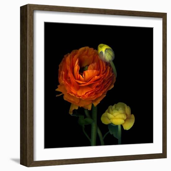 Ranunculus Orange-Magda Indigo-Framed Photographic Print