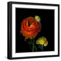 Ranunculus Orange-Magda Indigo-Framed Photographic Print