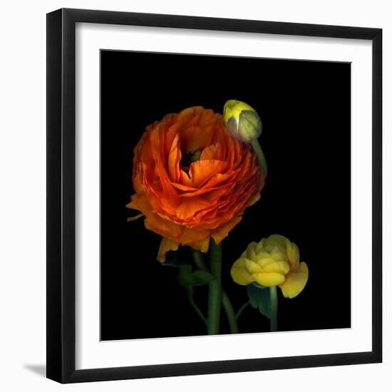 Ranunculus Orange-Magda Indigo-Framed Photographic Print