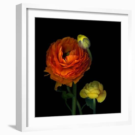 Ranunculus Orange-Magda Indigo-Framed Photographic Print