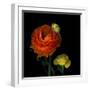 Ranunculus Orange-Magda Indigo-Framed Photographic Print