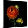 Ranunculus Orange-Magda Indigo-Mounted Photographic Print