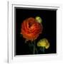 Ranunculus Orange-Magda Indigo-Framed Photographic Print